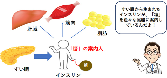 糖の案内人:インスリン