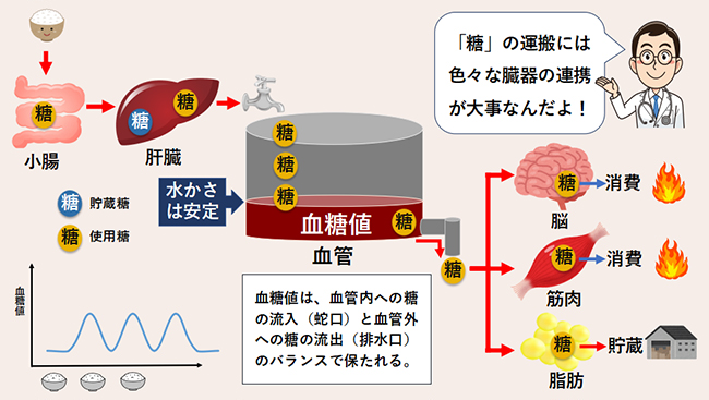 糖の運搬システム