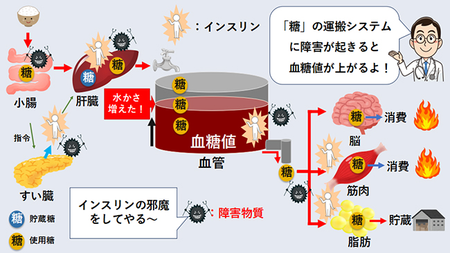 糖の運搬システム障害